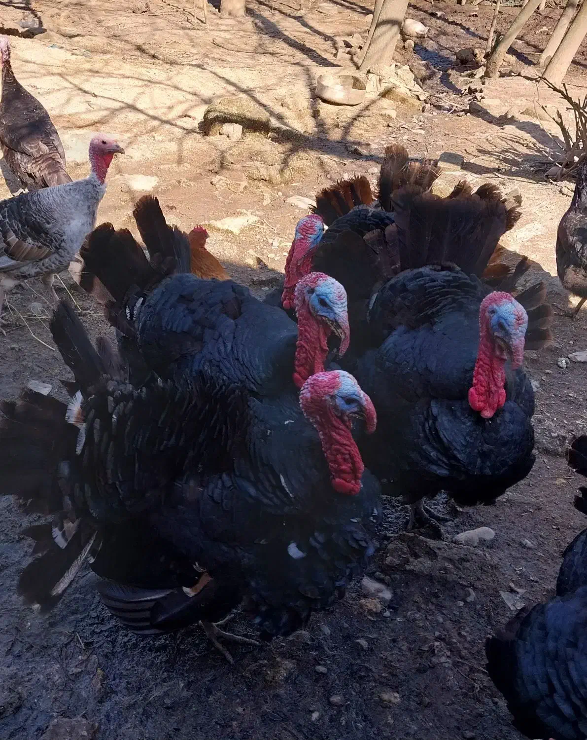 بوقلمون|حیوانات مزرعه|لاهیجان, بازکیاگوراب|دیوار