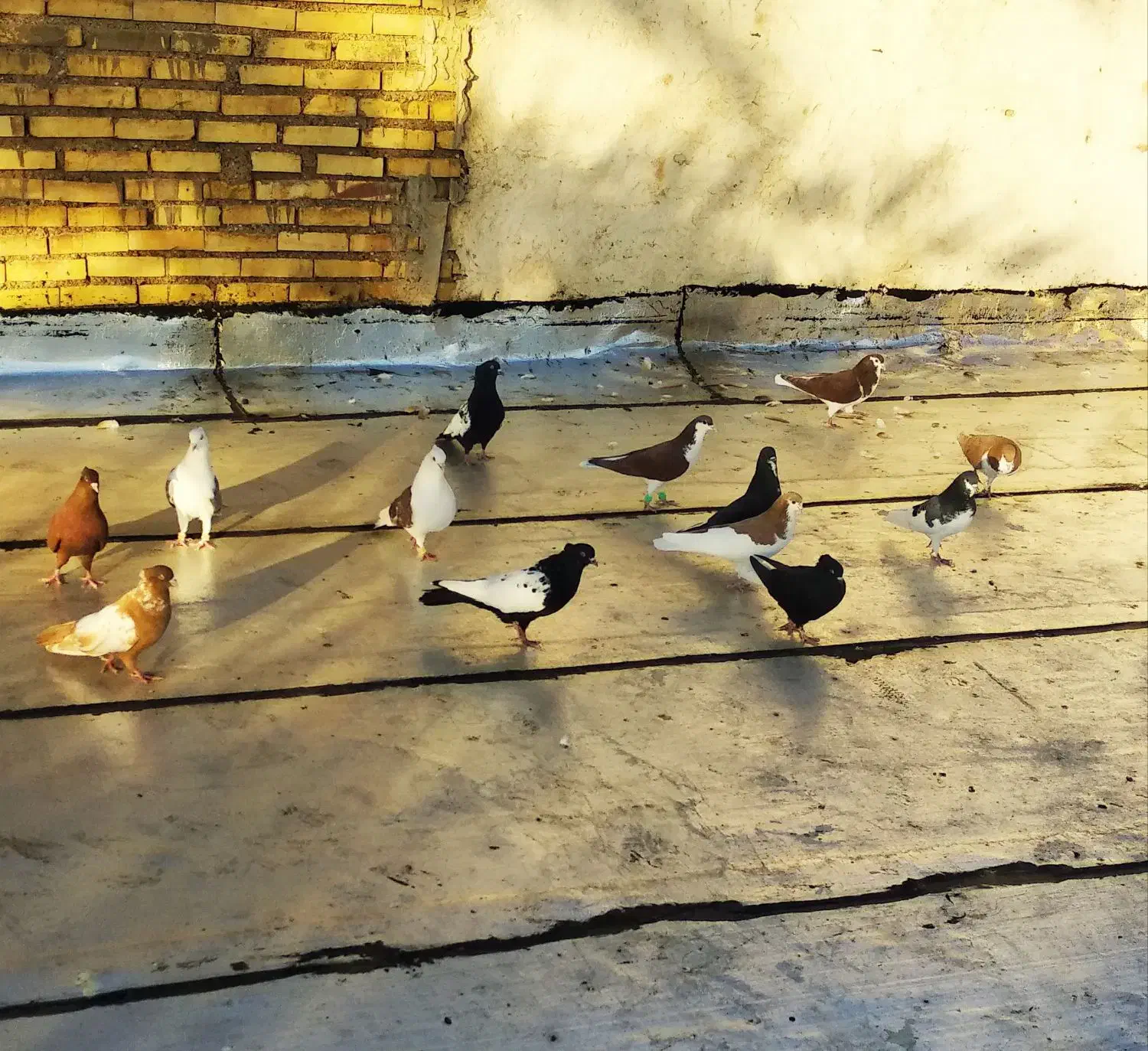 سیزده عددکبوتررنگی|پرنده|خرمشهر, |دیوار