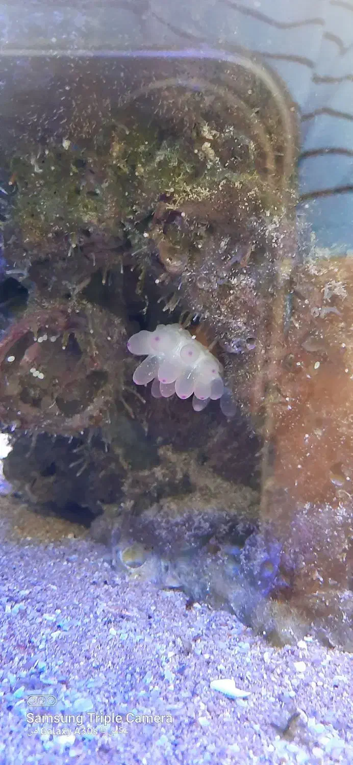 اکواریوم ابشور|ماهی|سهند, |دیوار