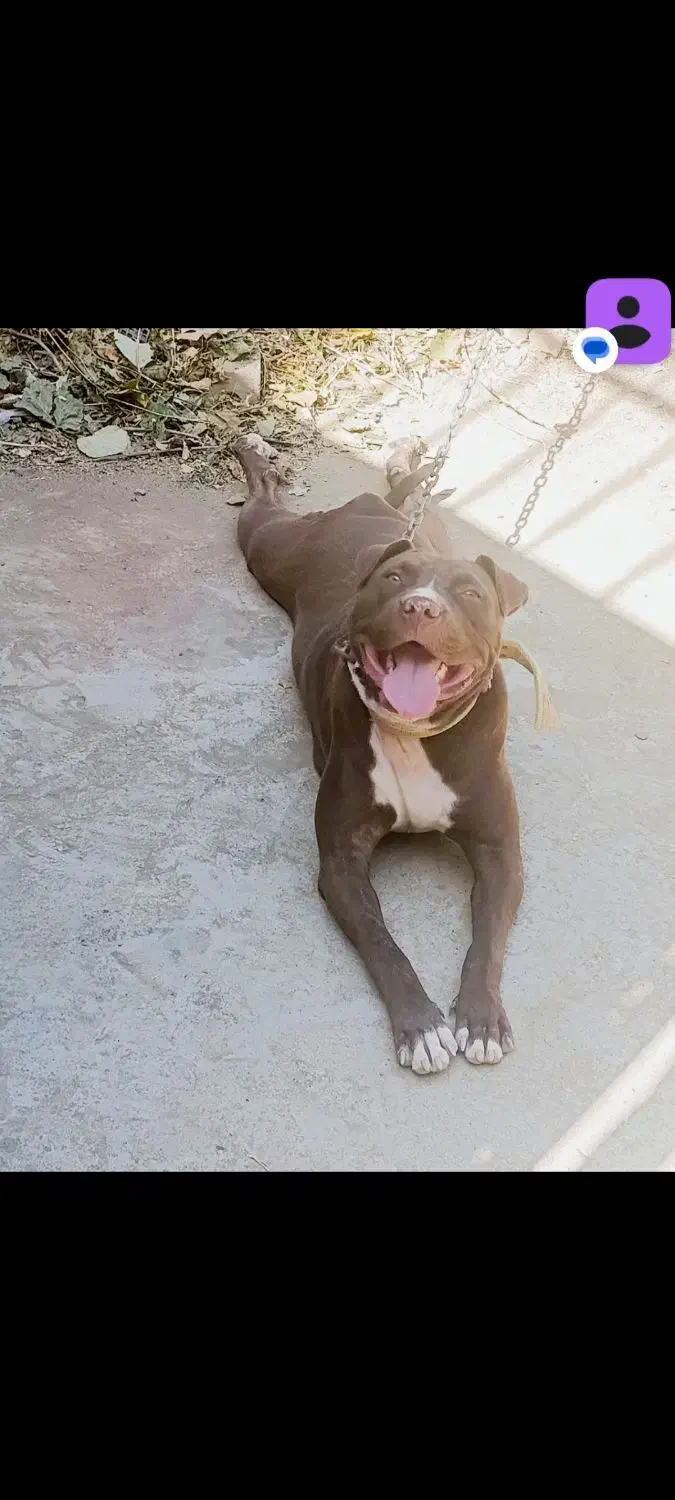 سگ پیتبول|سگ|تهران, وردآورد|دیوار