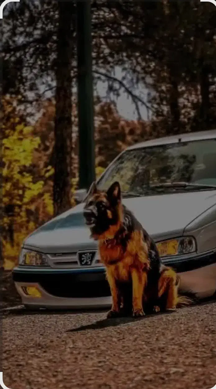 معاوضه ژرمن با کبوتر یاعروس هلندی|سگ|سنگر, |دیوار