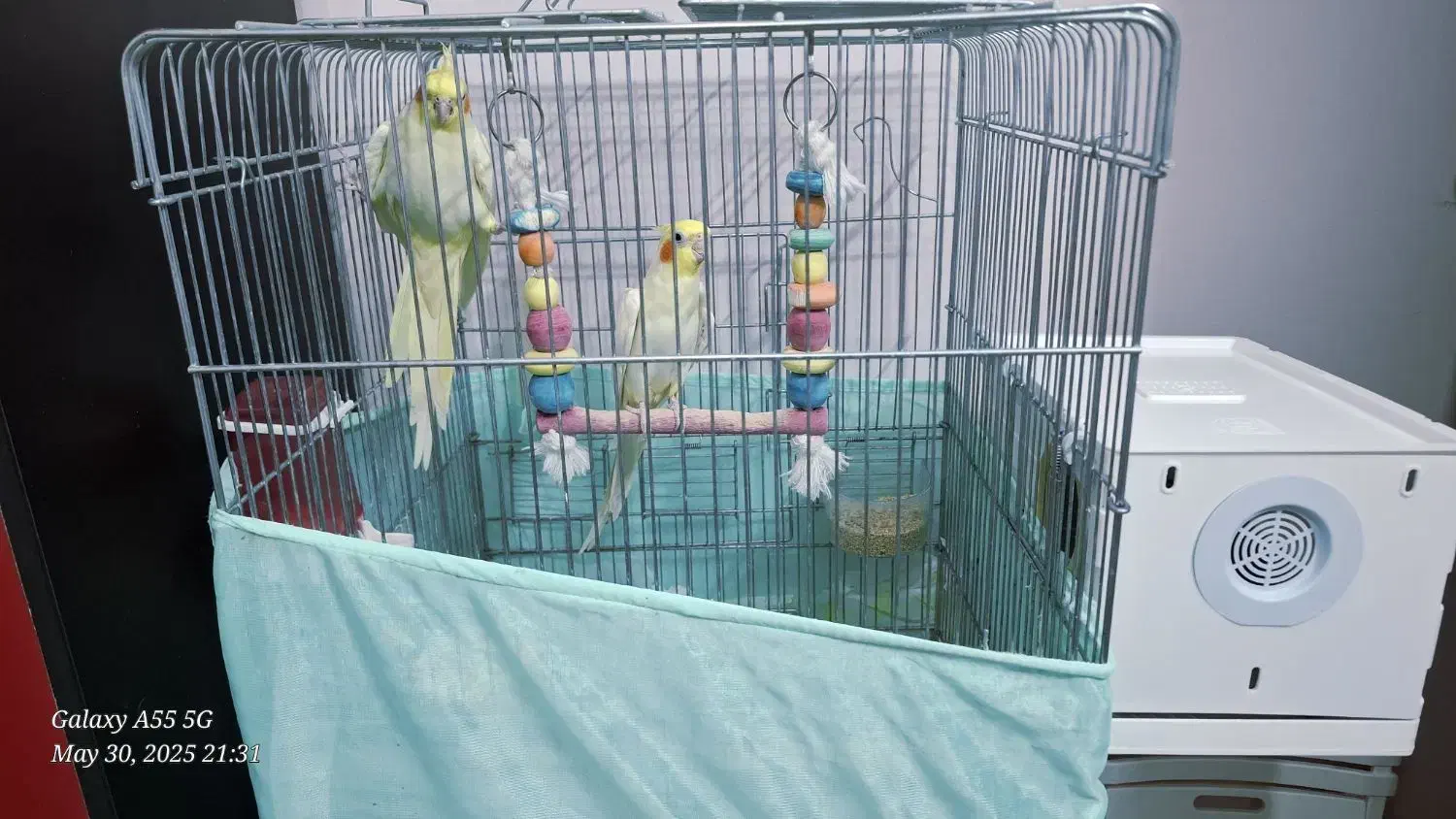 عروس هلندی|پرنده|سبزوار, گلشن|دیوار