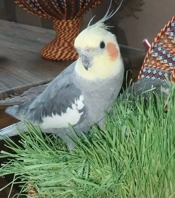 عروس هلندی سخنگو|حیوانات|صدرا-فارس, فاز ۱|دیوار