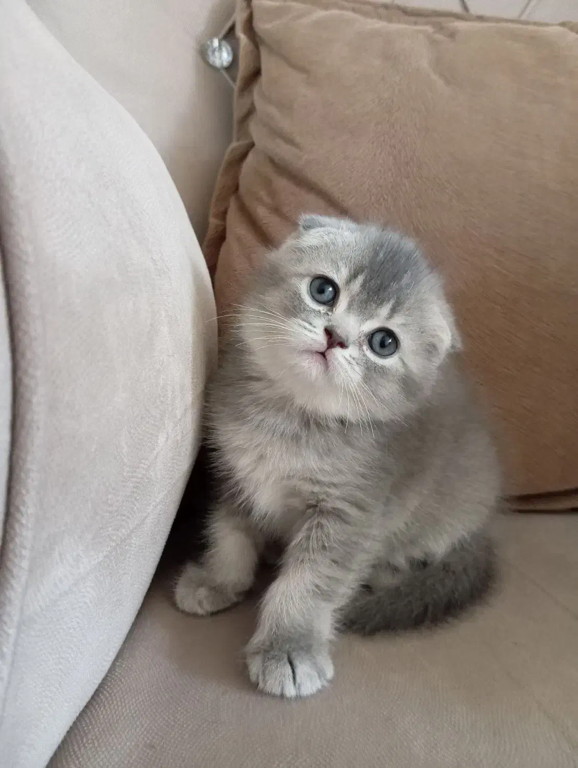 اسکاتیش سیلور|گربه|کرج, گلشهر|دیوار