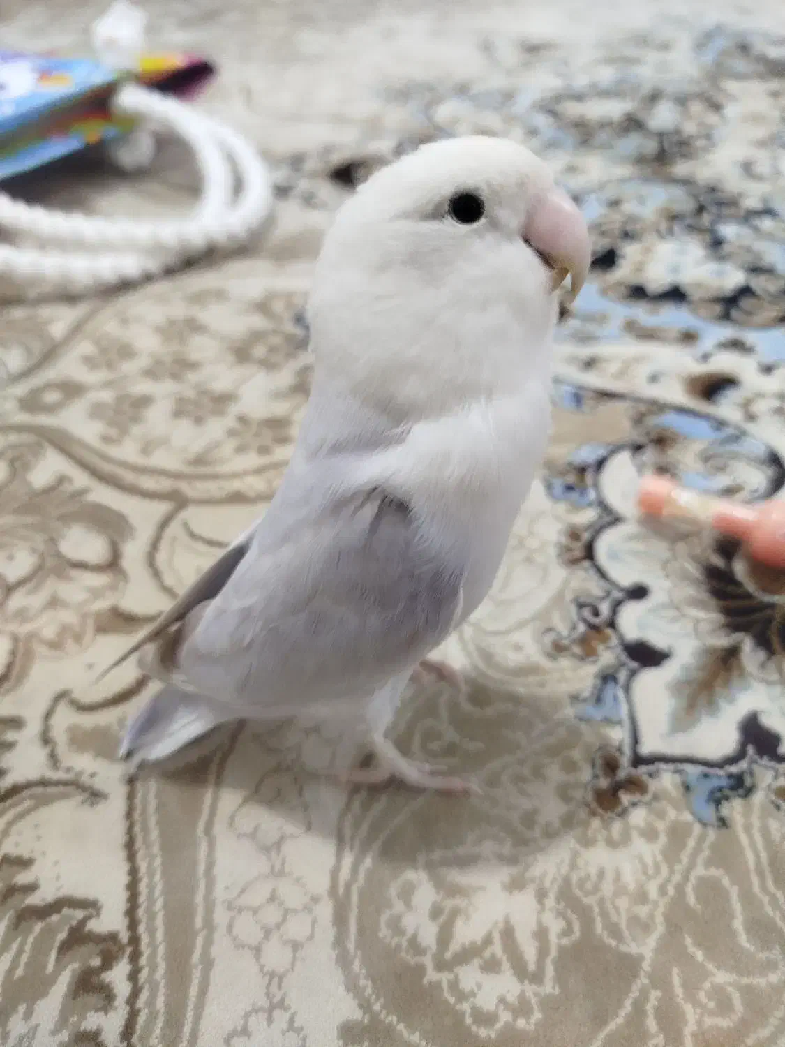 طوطی برزیلی ـ کوتوله|پرنده|محمدیه-قزوین, |دیوار