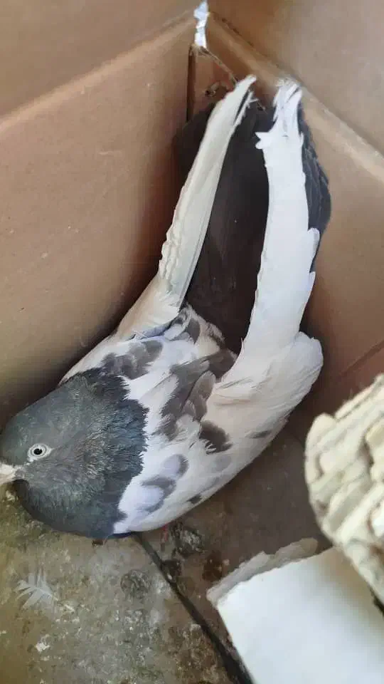 کبوتر|پرنده|نیریز, |دیوار