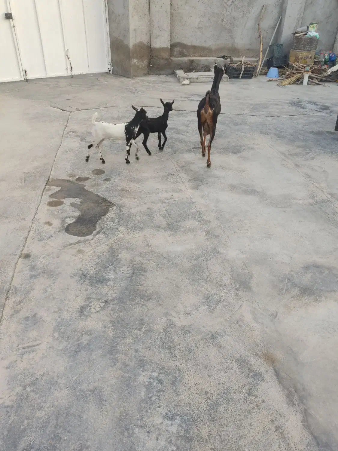 بزه دو قلو جزیزی کهرهاش هردوتاش نر هستش|حیوانات مزرعه|کاکی, |دیوار