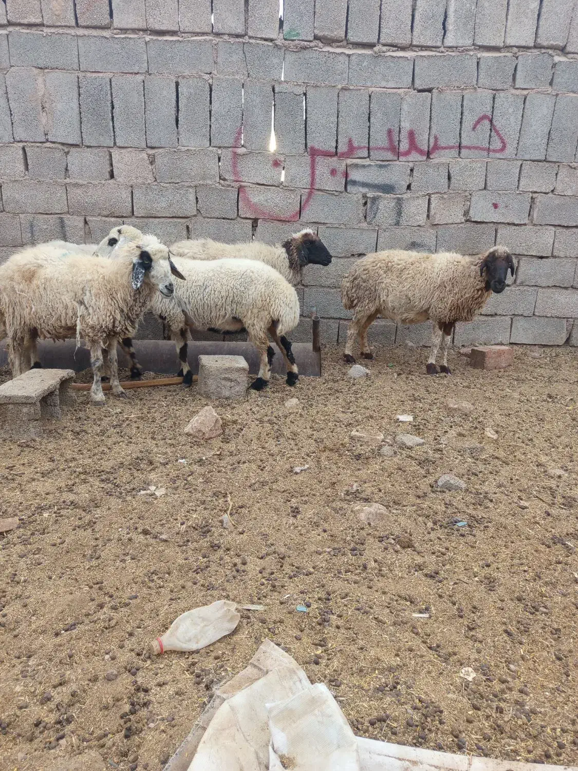 بز میش بره کهره نری قوج نر ماده|حیوانات مزرعه|کرمان, |دیوار