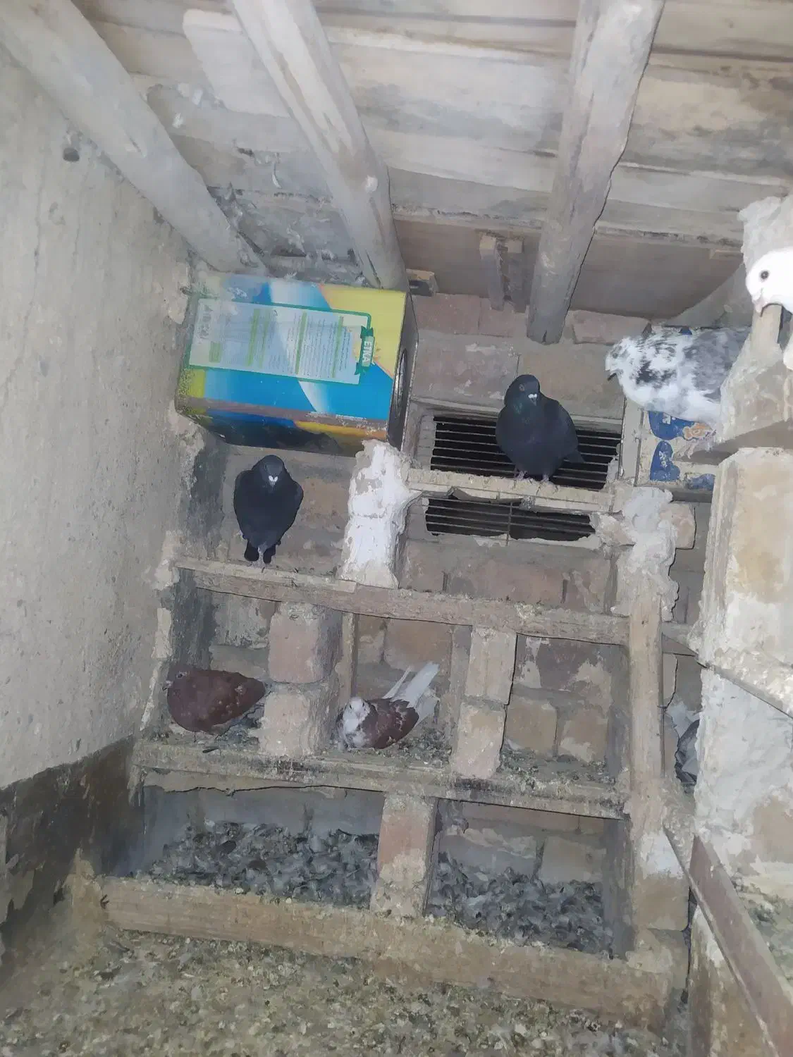 کفتر پلاکی شهرستانی ذاغ|پرنده|ملایر, |دیوار