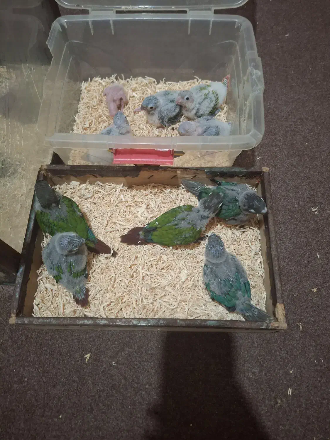 گیرینچیک سرلاکی|پرنده|رشت, لاکان|دیوار