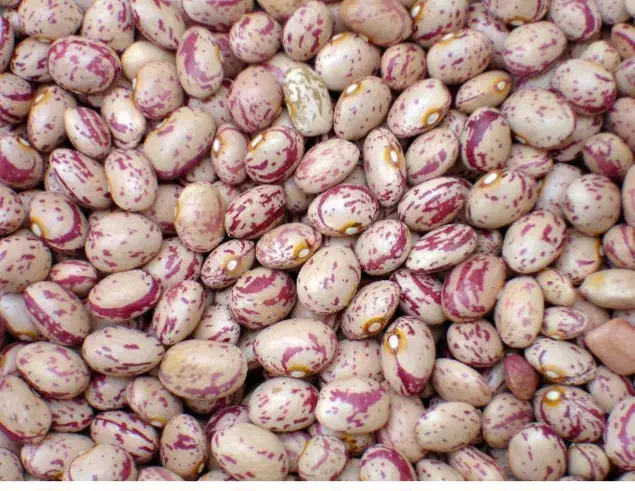 لوبیا چیتی|خوردنی و آشامیدنی|دهگلان, |دیوار