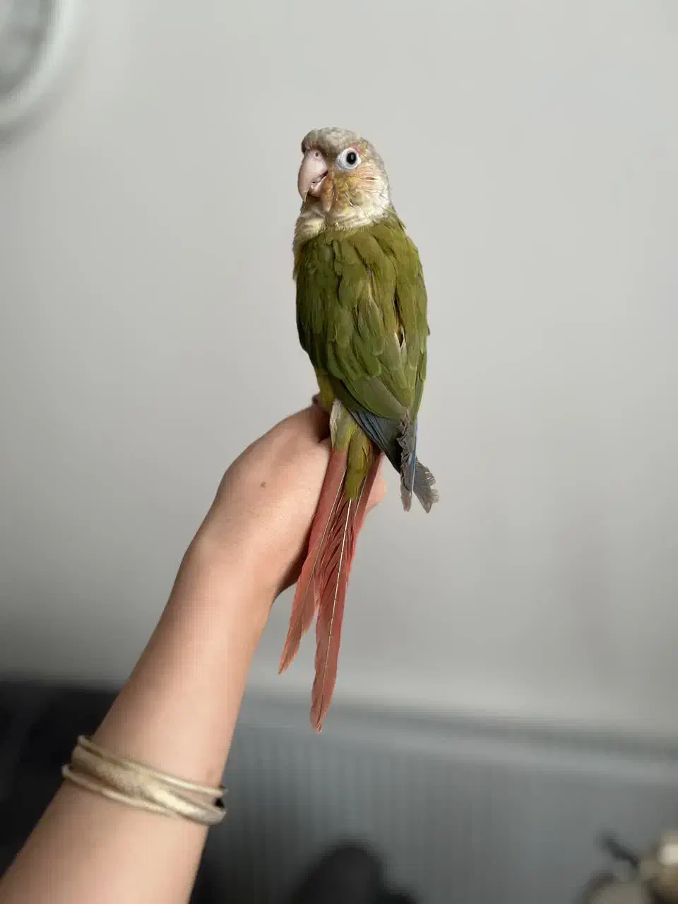 گرینچیک آناناسی دبل رد دستی|پرنده|قم, هنرستان|دیوار