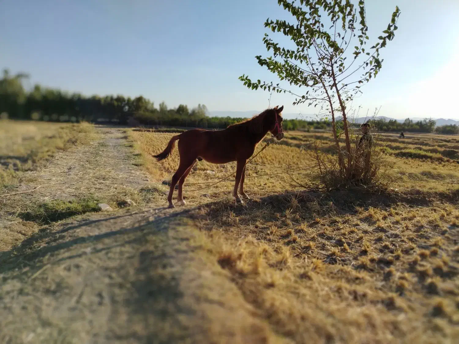 اسب|اسب و تجهیزات اسب‌سواری|مبارکه, |دیوار