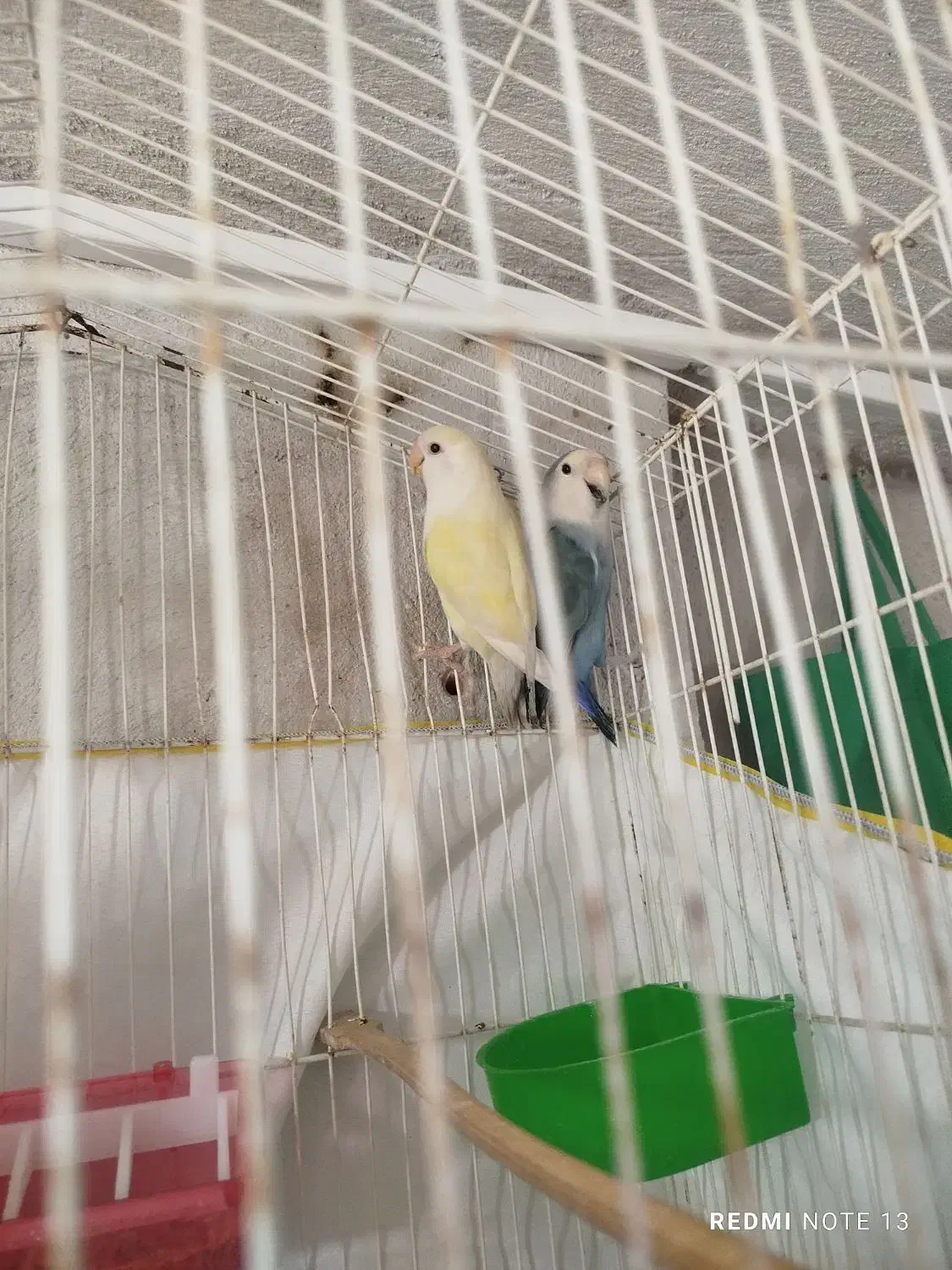 طوطی برزیلی|پرنده|ایلام, |دیوار