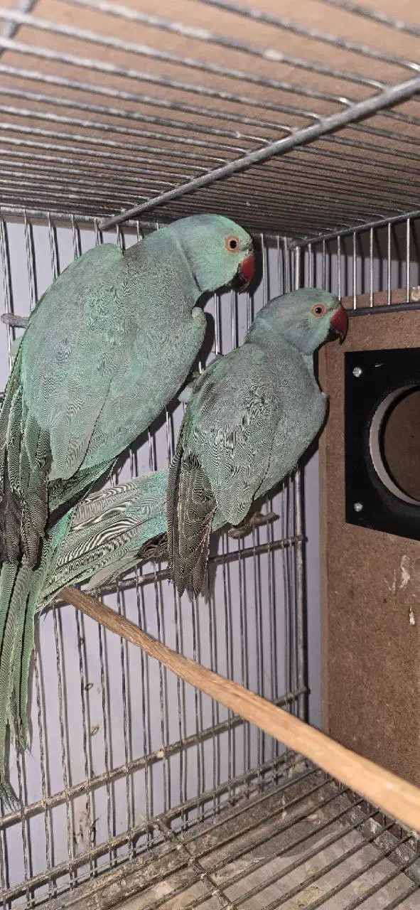 ملنگو کاسکو کاکادو خورشیدی شاهطوطی عروس|پرنده|مشهد, شاهد (شهرک غرب)|دیوار