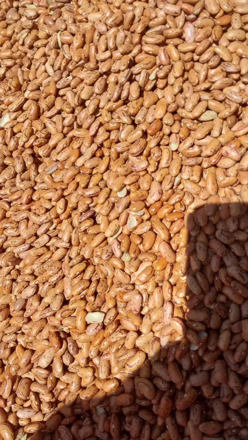 لوبیا چیتی درجه یک قیمت مناسب|خوردنی و آشامیدنی|استهبان, |دیوار