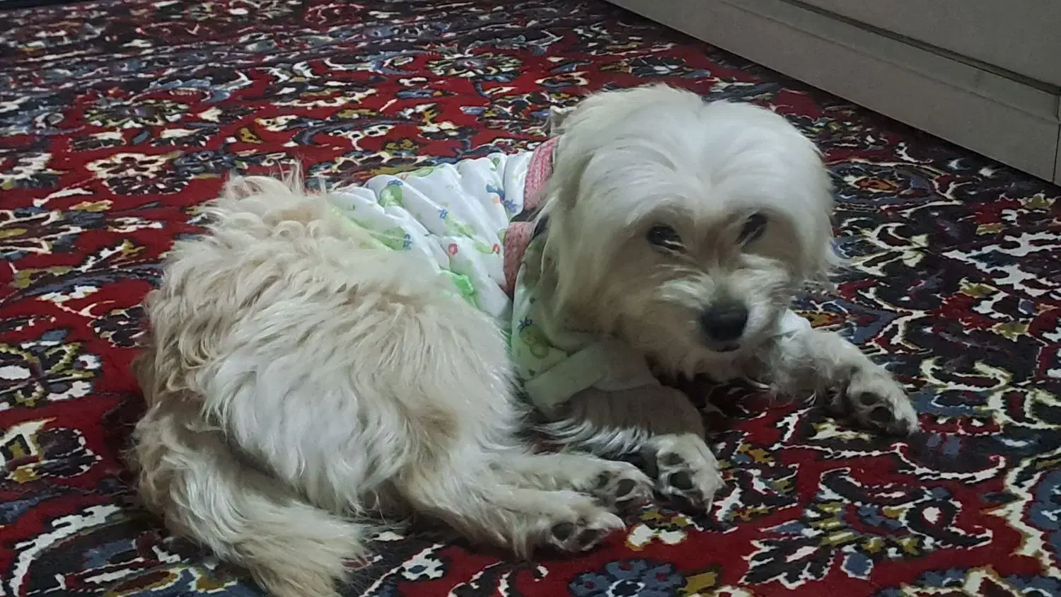 فروش سگ فوری|سگ|علیآباد کتول, |دیوار