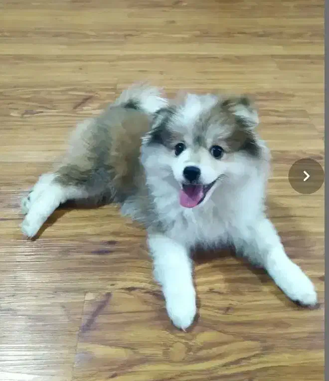 پامر|سگ|خمینی‌شهر, |دیوار