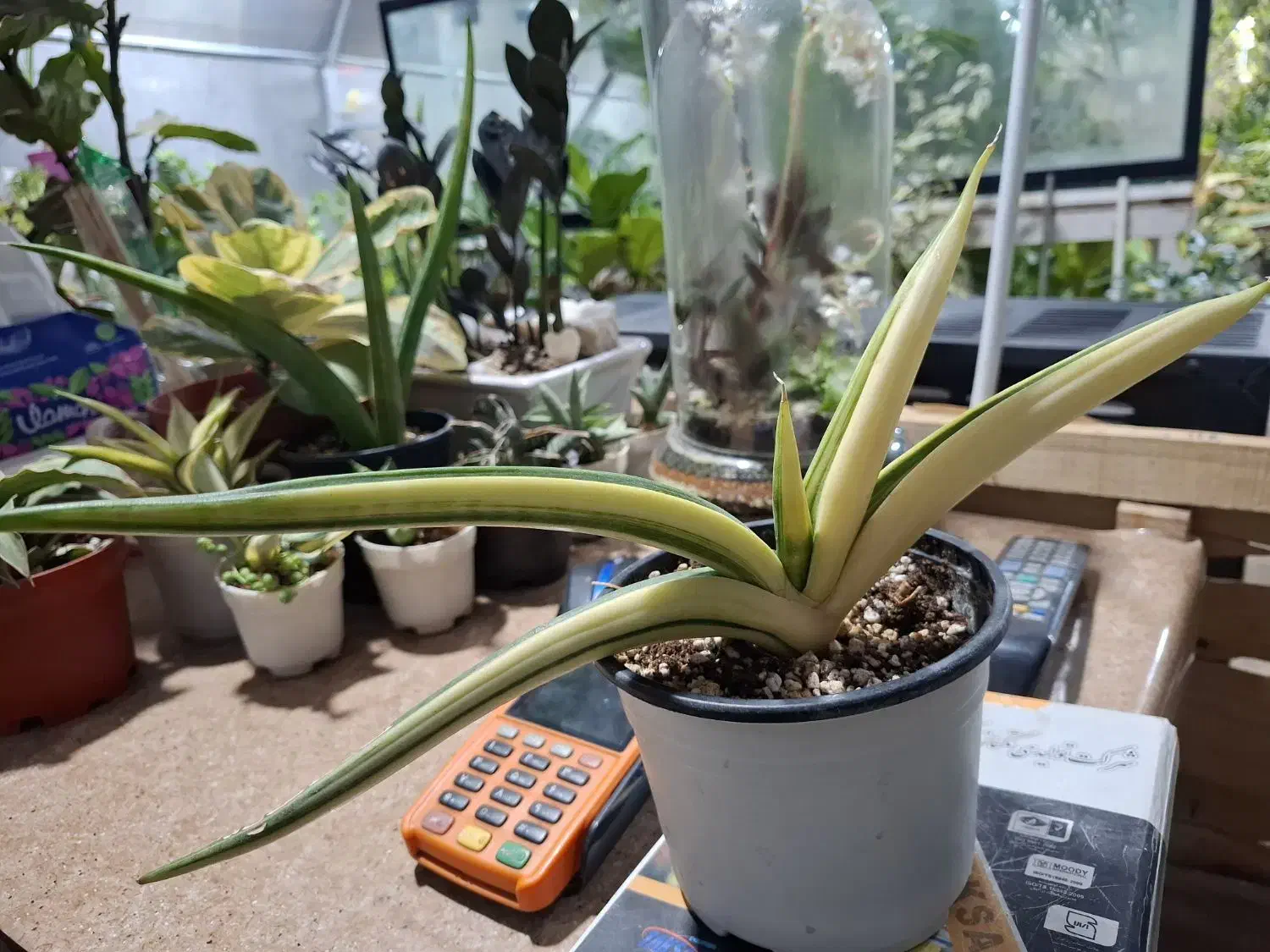 سانسوریا سامورایی ابلق کلسیونی|گل و گیاه طبیعی|نیشابور, شهرک ولیعصر|دیوار