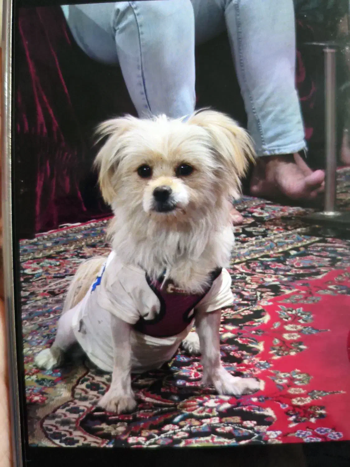 واگذاری شیتزو پامر|سگ|شیراز, شهرک دارایی|دیوار