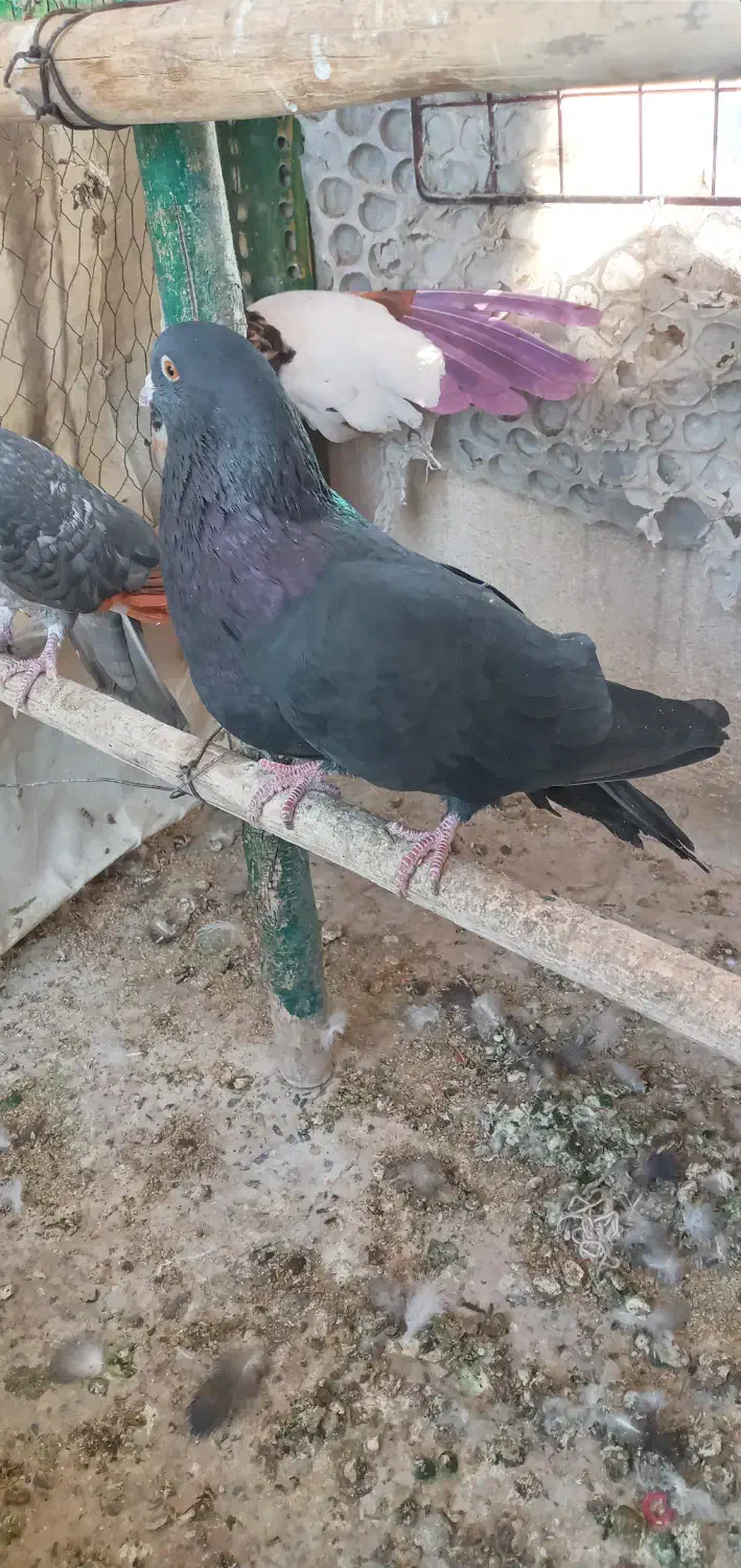 کفتر تزینی  زاغ نر|پرنده|تهران, آهنگ|دیوار