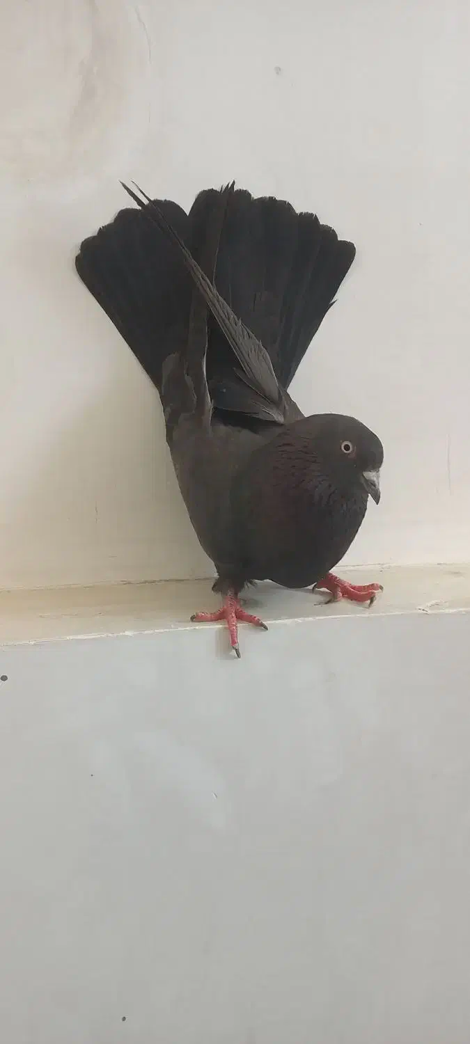 کبوتر پر|پرنده|لاران, |دیوار