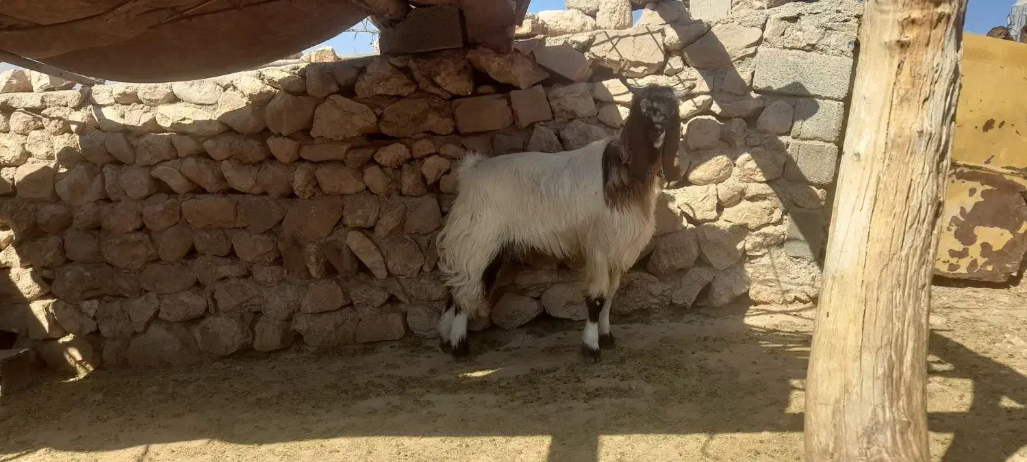 چپش نر داشتی|حیوانات مزرعه|افزر, |دیوار