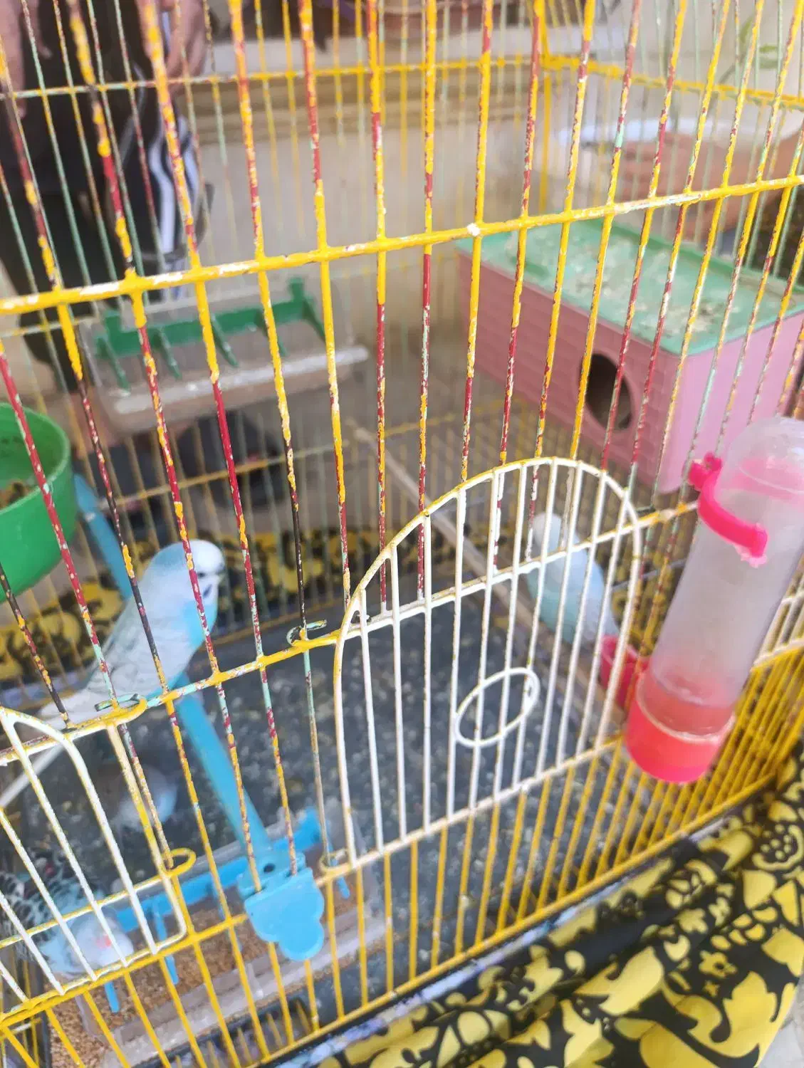 مرغ عشق|پرنده|پیرانشهر, |دیوار