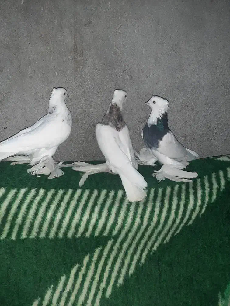 طوقی فروشی|پرنده|کهنوج, |دیوار