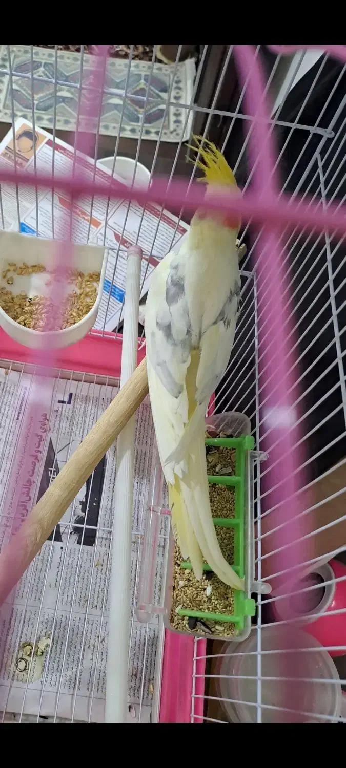 نر دوکت پروانه مست مست سخنگو|پرنده|دورود, |دیوار