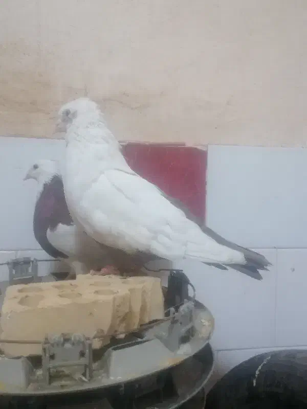 دم قهویی|پرنده|اهواز, کوی سعدی|دیوار