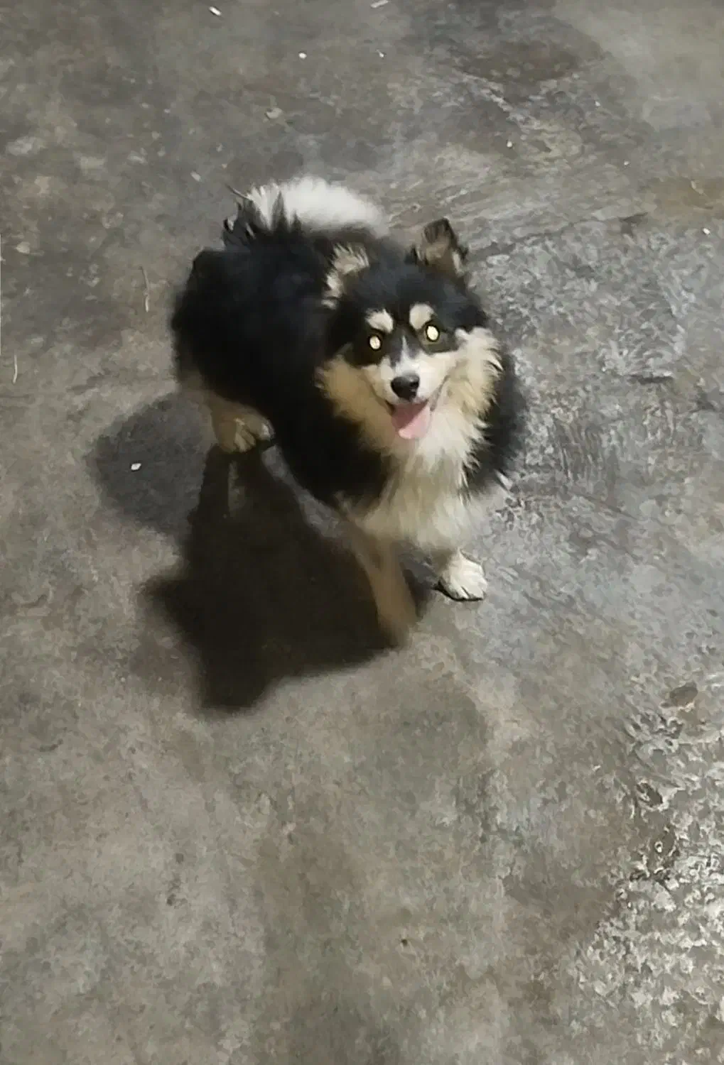 سگ پامرین گمشده|حیوانات|مشهد, پرکندآباد|دیوار