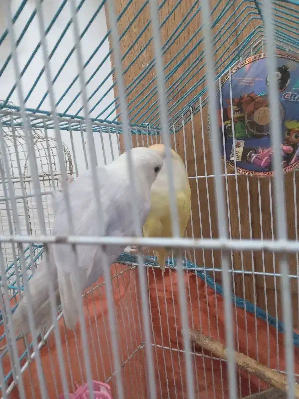 پرنده کوتوله برزیلی|پرنده|رشت, ولکس|دیوار