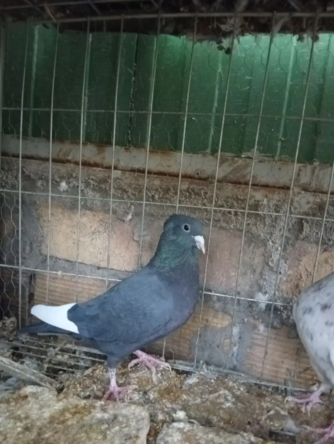 کفتر معاوضه با مرغ و جوجه|پرنده|بم, |دیوار