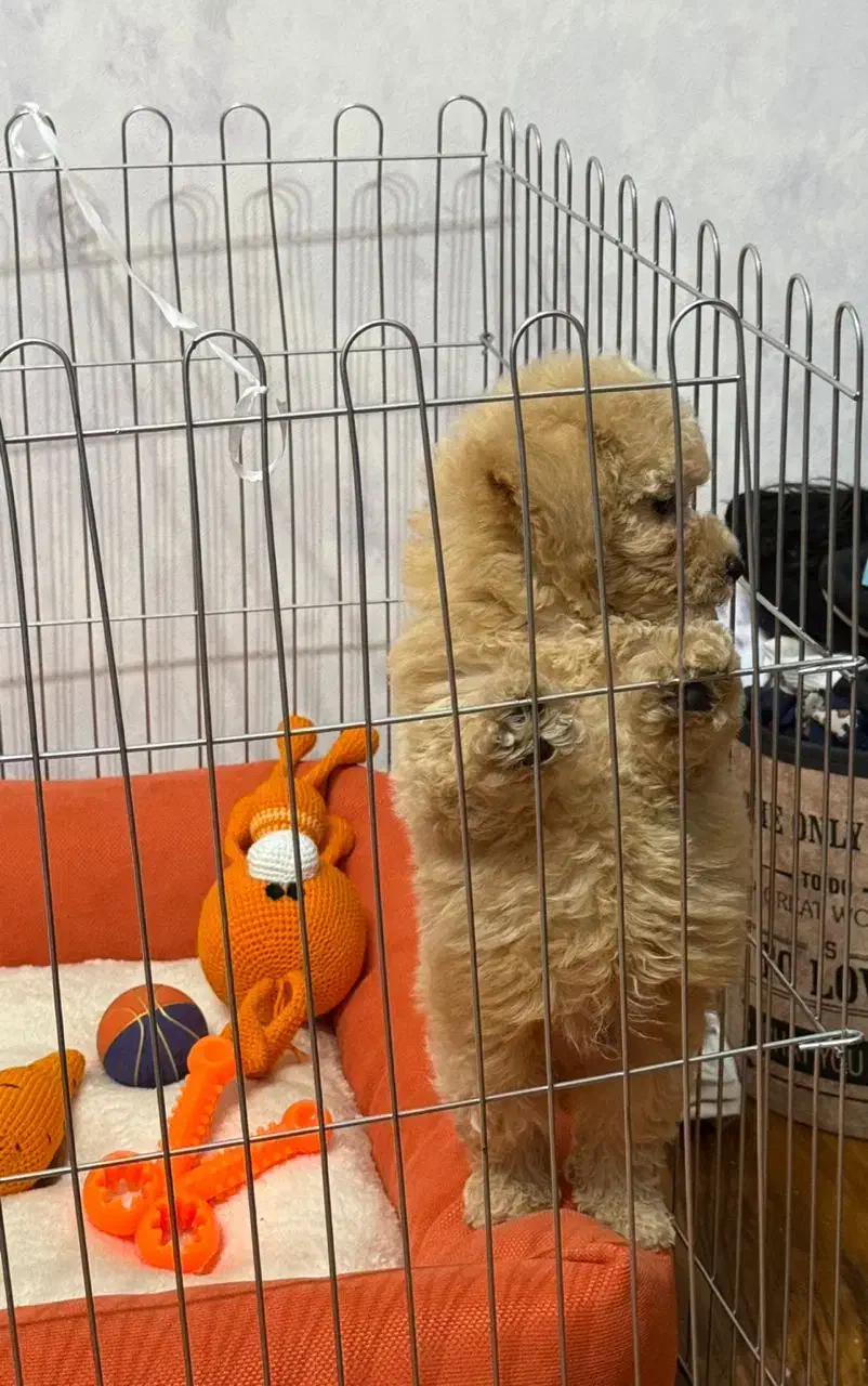 توی پودل ۸۰ روزه|سگ|فردیس, طالقانی|دیوار