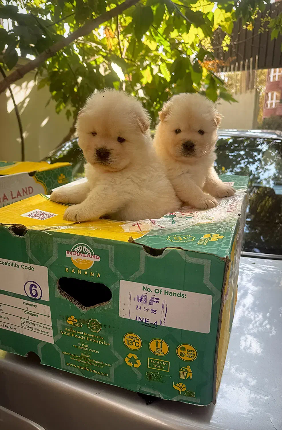 چاوچاو سفید پوزه فلت|سگ|تهران, ولنجک|دیوار