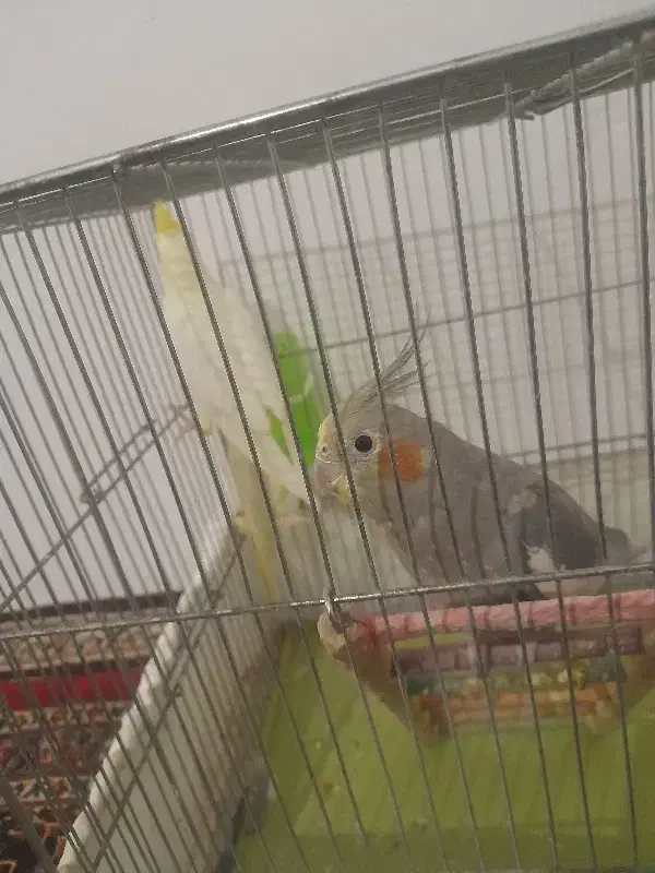 عروس هلندی|پرنده|مشهد, کوی سیدی|دیوار