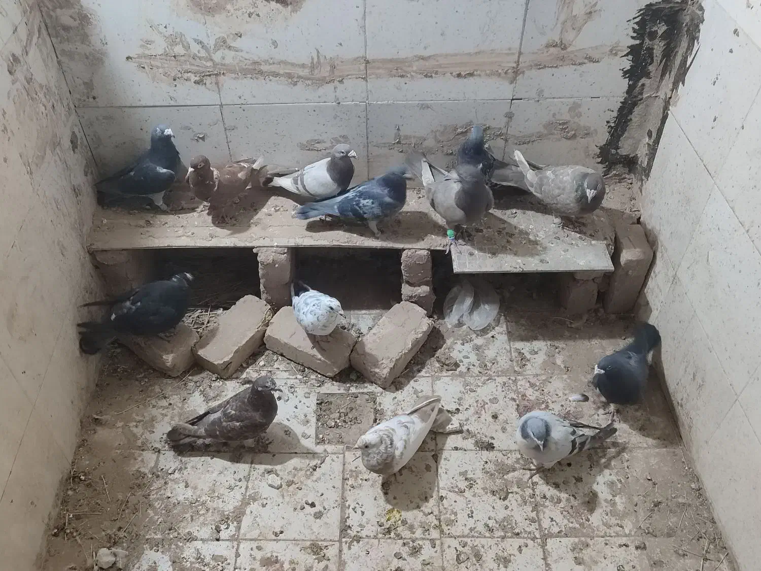 کبوتر|پرنده|تاکستان, |دیوار