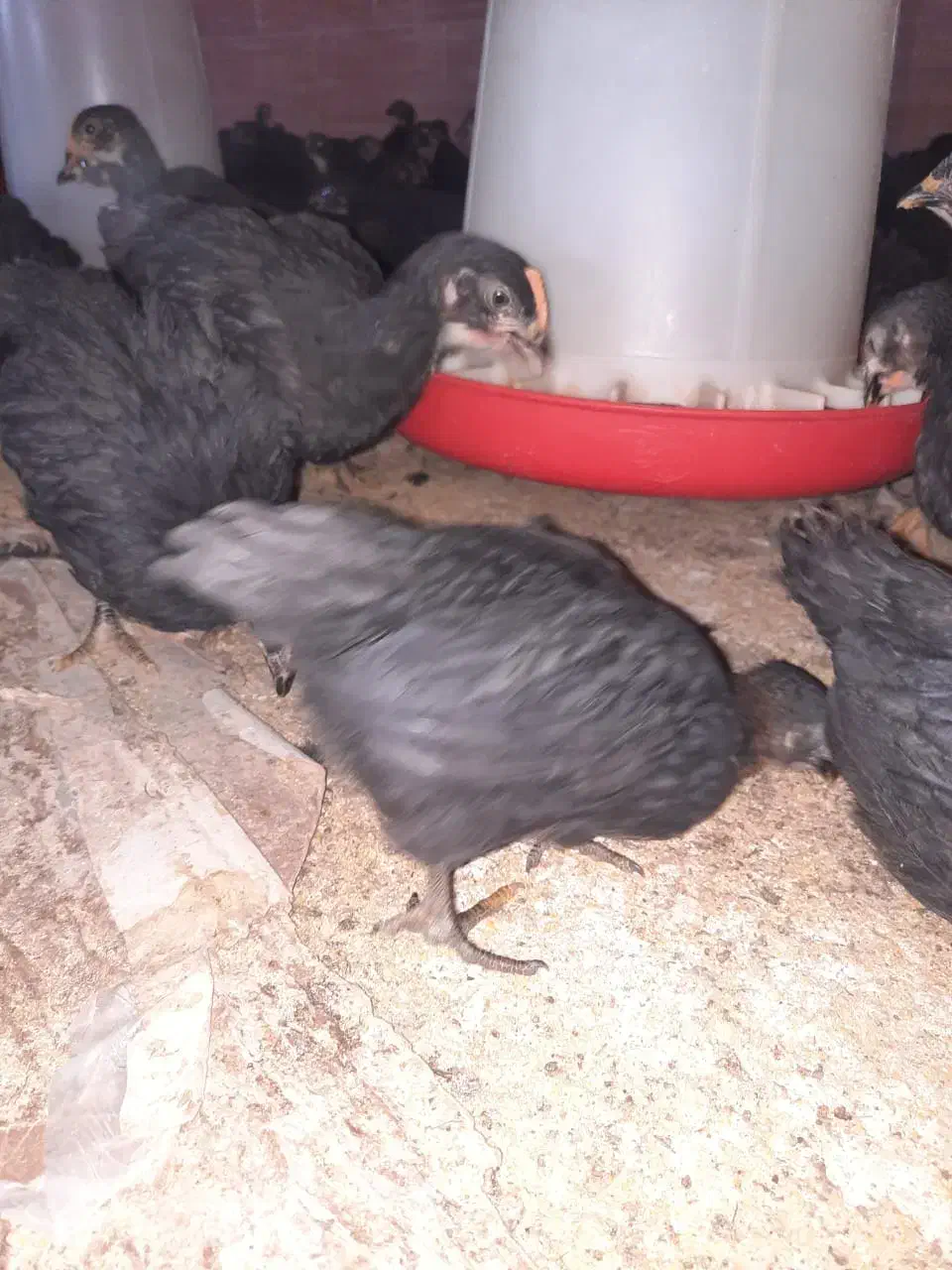 جوجه مرغ بلک|حیوانات مزرعه|دامغان, |دیوار