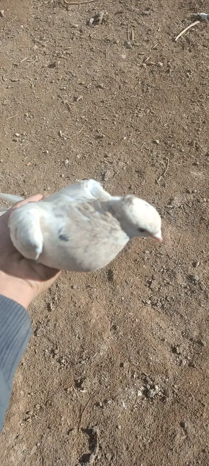 جفت نر ماده دمسفید عطیقه|پرنده|مشهد, کوی سیدی|دیوار