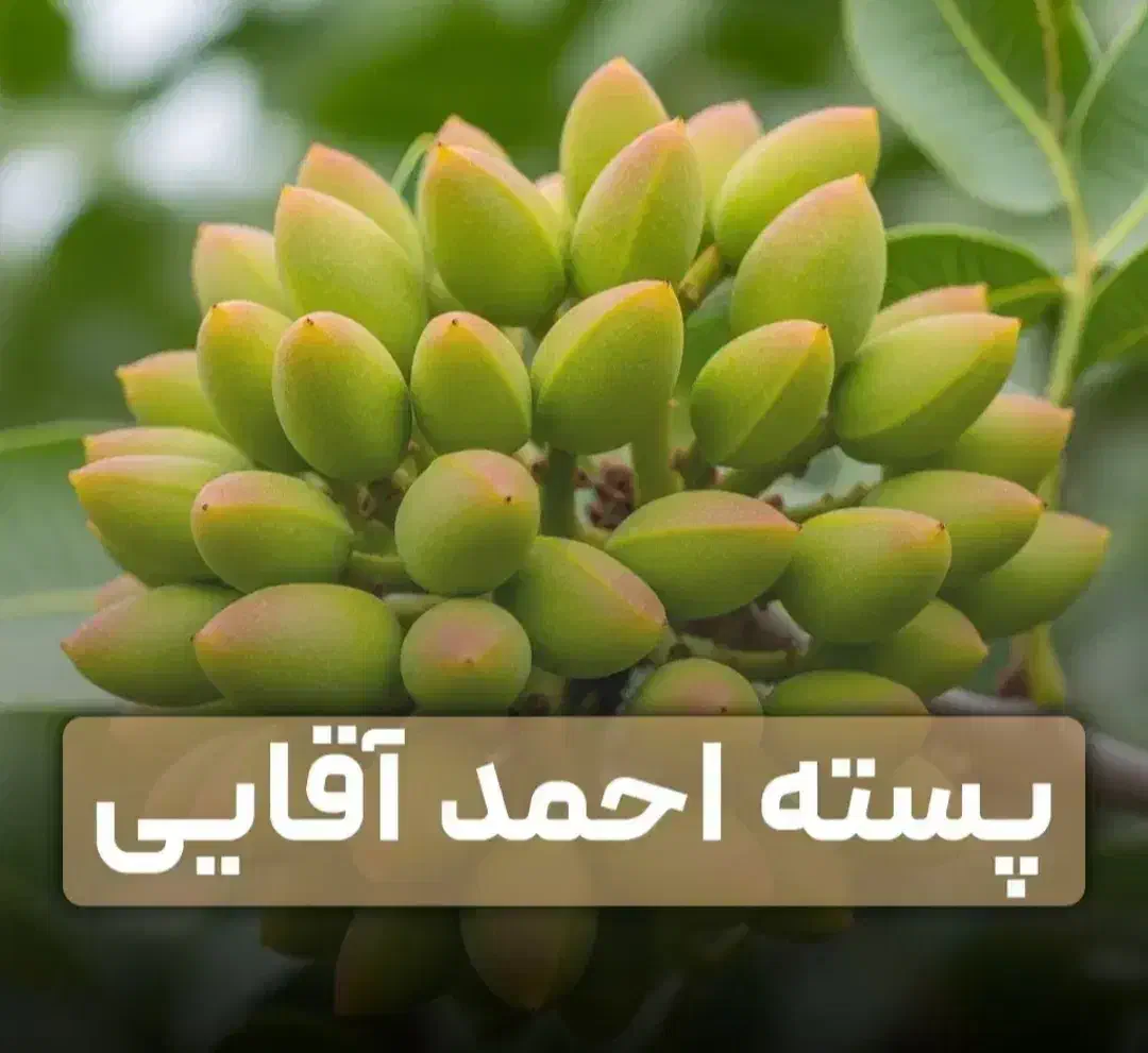 انواع نهال گردو فرنور و چندلر و صنوبر تصمینی|خدمات باغبانی و درختکاری|فیروزکوه, |دیوار