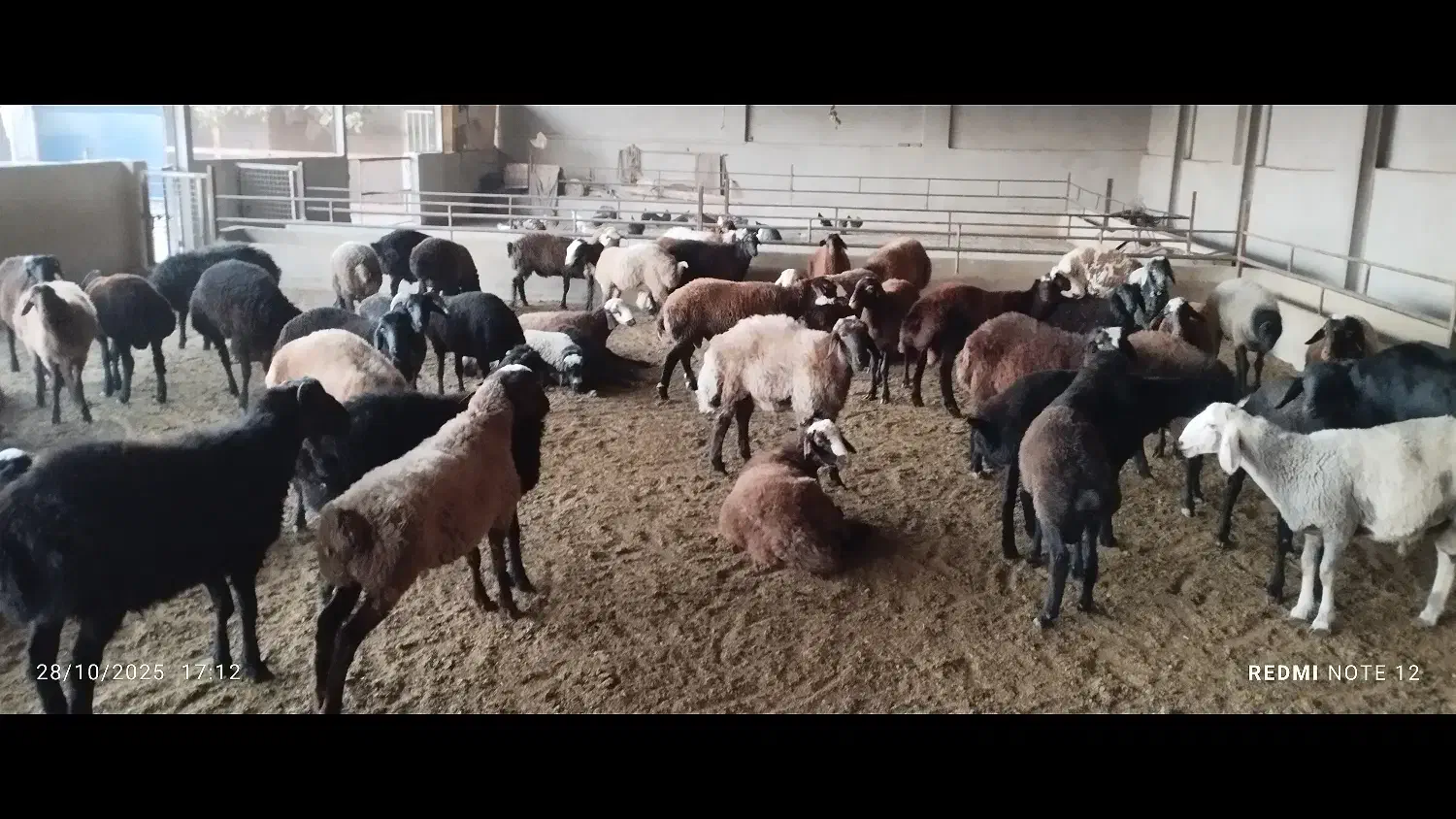 فروش میش وبره|حیوانات مزرعه|شاهدشهر, |دیوار