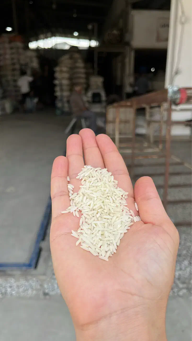 برنج کشت یکطارمهاشمی|خوردنی و آشامیدنی|یزد, |دیوار