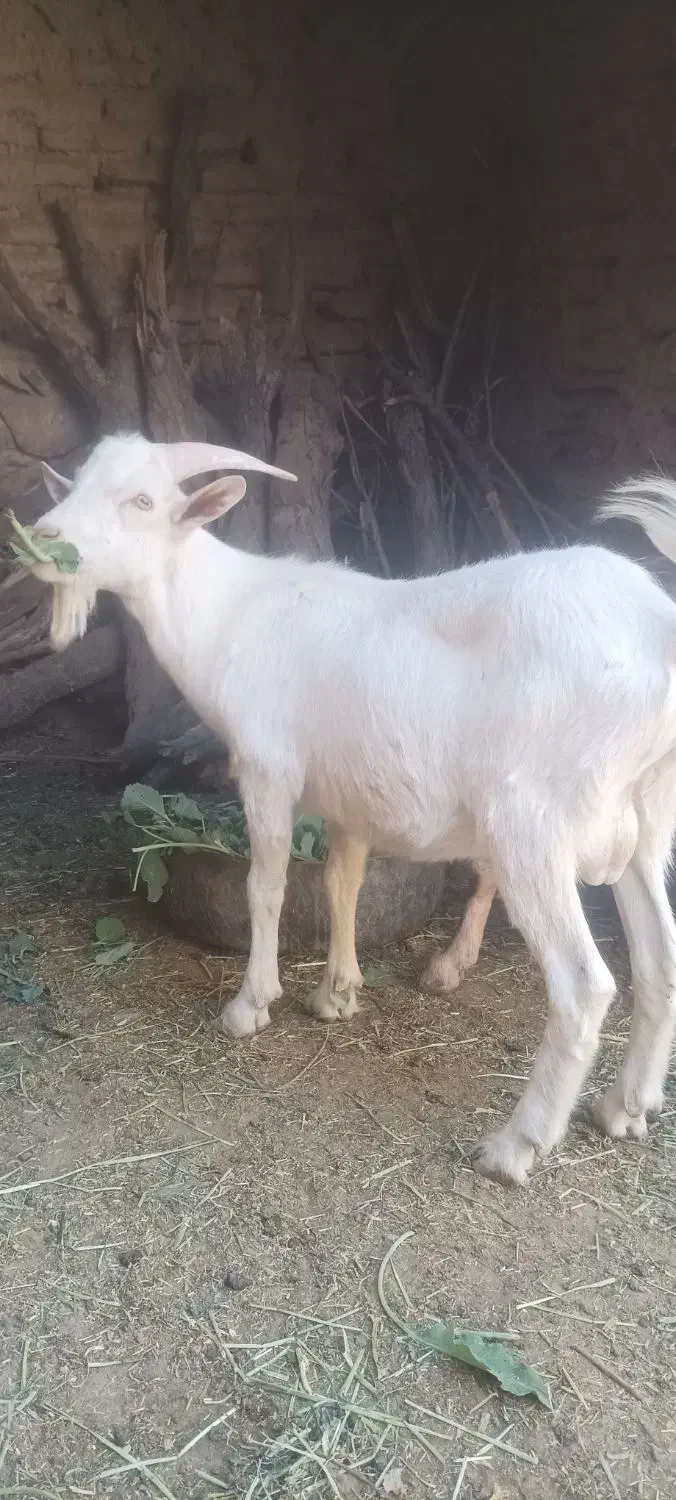 بزغاله نرسانن فروشی|حیوانات مزرعه|قهستان, |دیوار