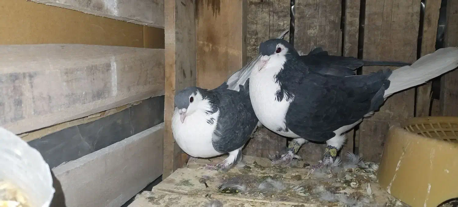 شیرازی نرماده|پرنده|بم, |دیوار