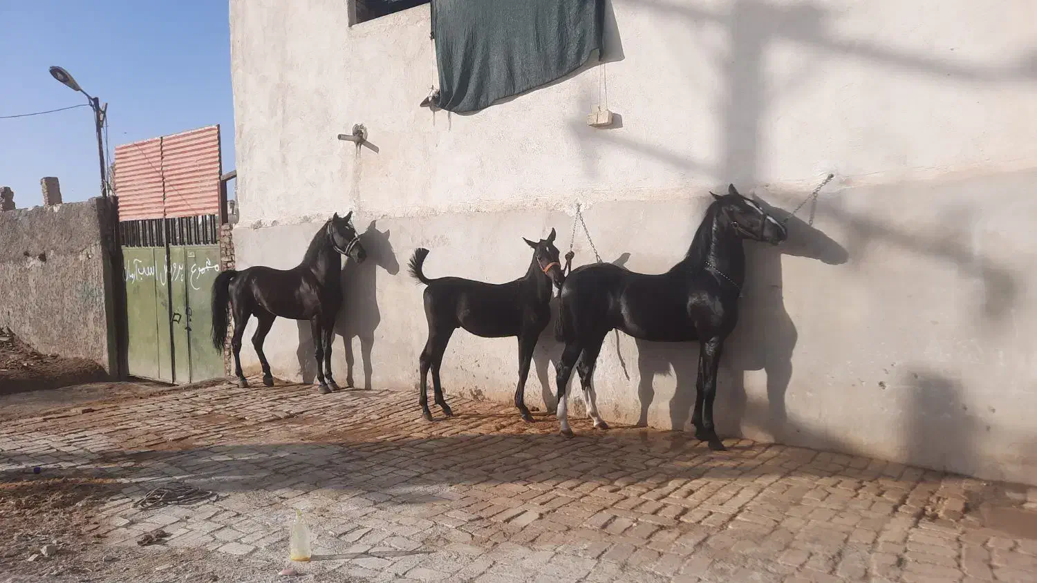 فروش اسب کرد خالص مشکی|اسب و تجهیزات اسب‌سواری|اصفهان, قهجاورستان|دیوار