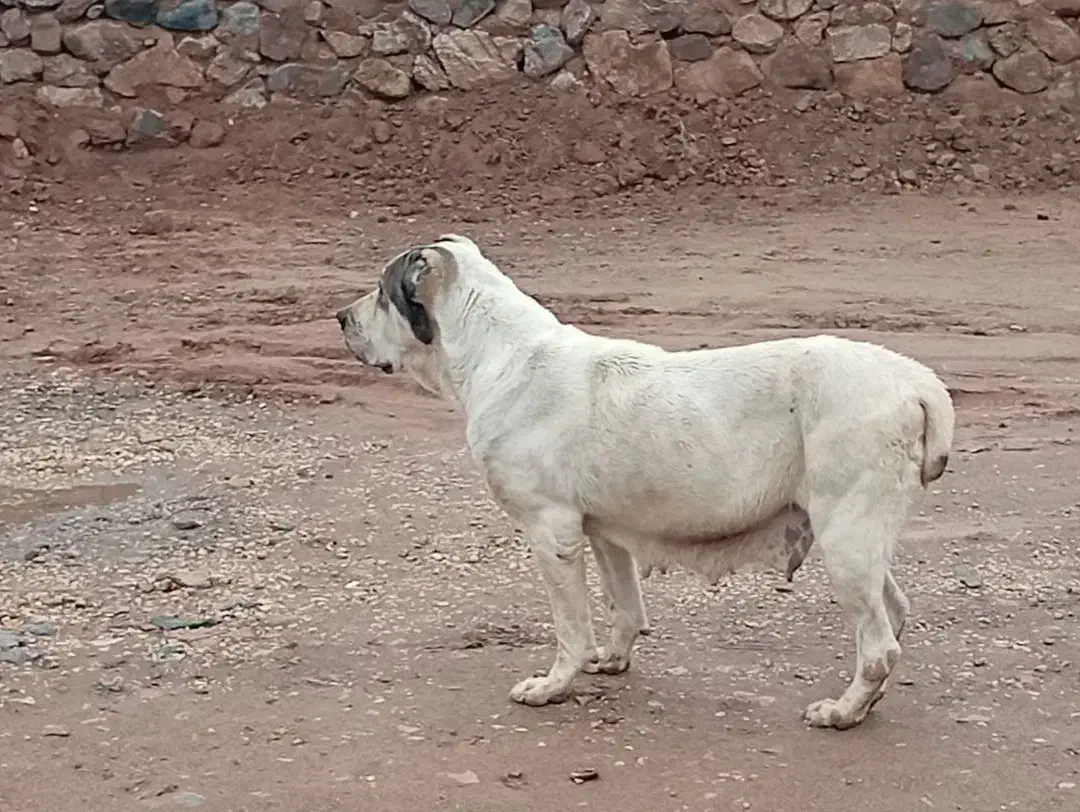 گمشده|حیوانات|نیشابور, فضل|دیوار