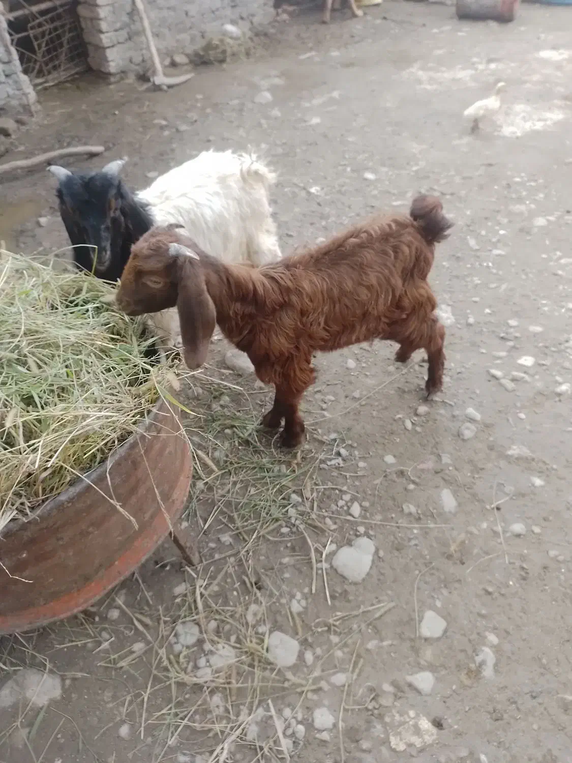 دوتا بزغاله نر|حیوانات مزرعه|گرگان, |دیوار