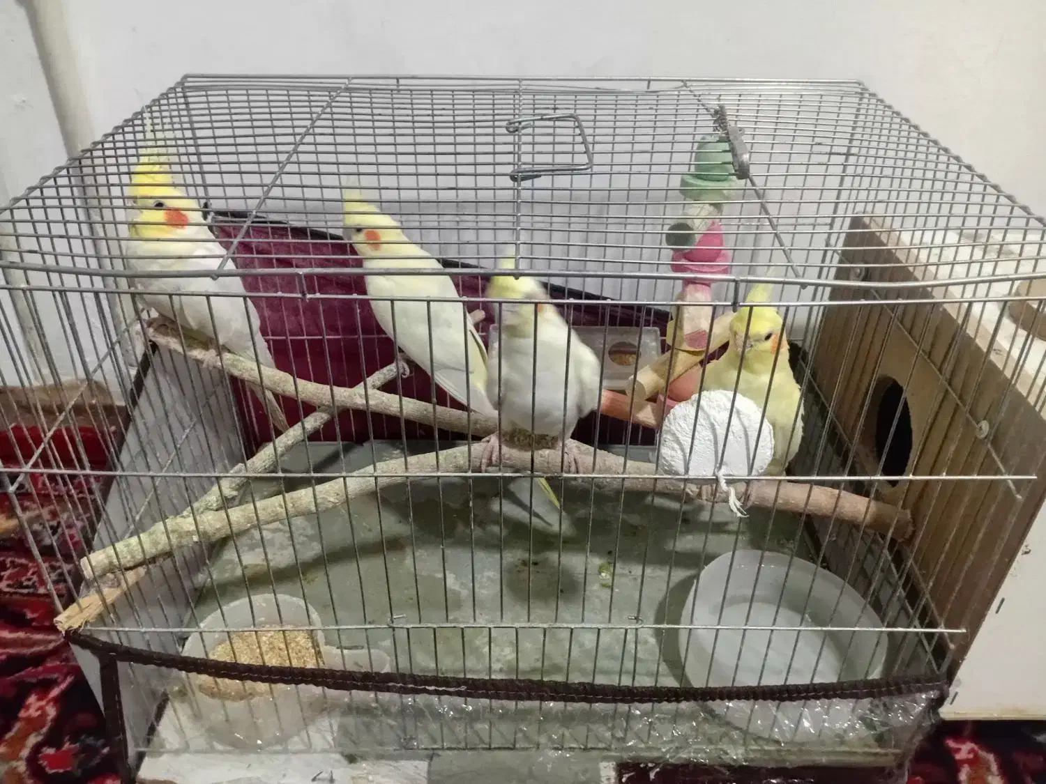 5000000|پرنده|میاندوآب, |دیوار