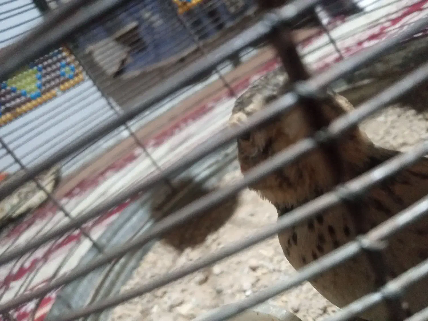 سهره خاکی|خزنده|کرمانشاه, |دیوار